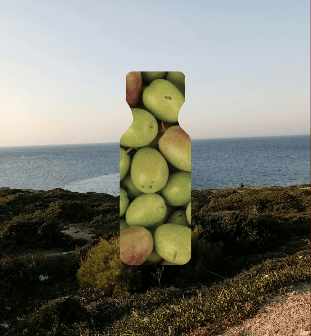 Olives against a coastal grove at sunset